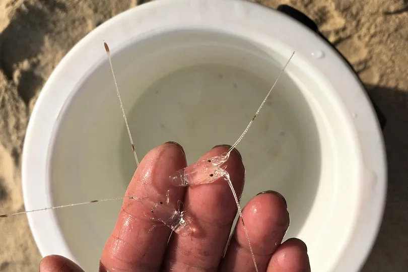 Một người tử vong khi lặn biển bắt tôm nhí ở Quảng Ngãi