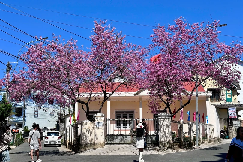 Mai anh đào Đà Lạt khoe sắc