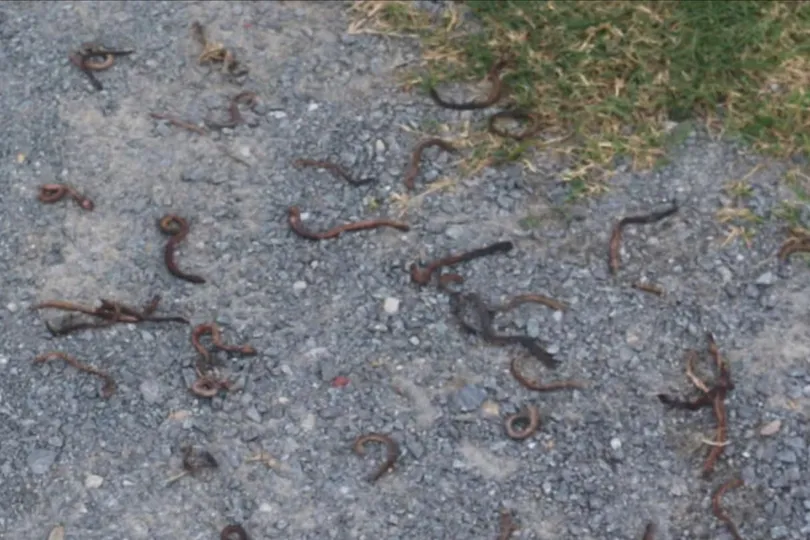 Quảng Trị: Kiểm tra hiện tượng giun bò lên khỏi mặt đất rồi chết khô hàng loạt