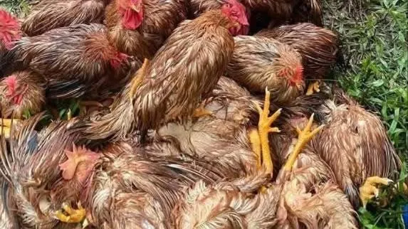 Thái Nguyên: Hơn 75.000 gà vịt chết trong mưa lũ