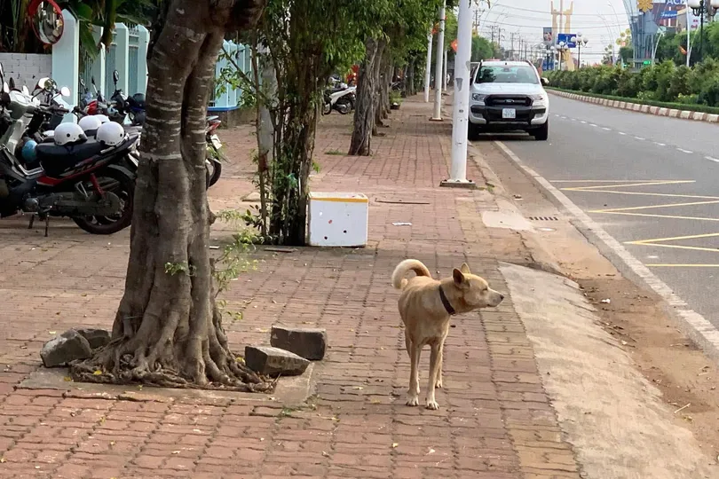 TPHCM: Đề xuất hỗ trợ chi phí tiêm vaccine phòng dịch cho gia súc, gia cầm