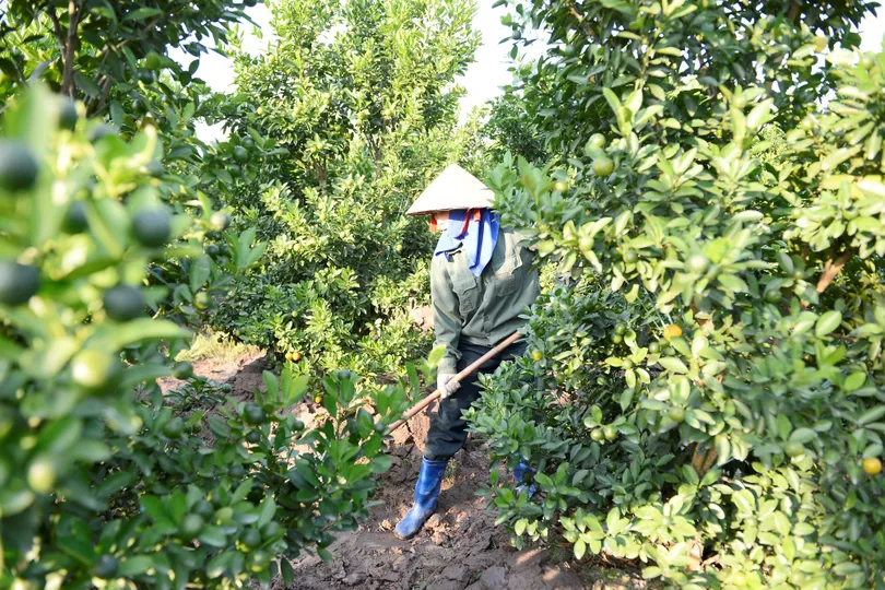 Làng quất cảnh xứ Thanh tất bật vào vụ tết