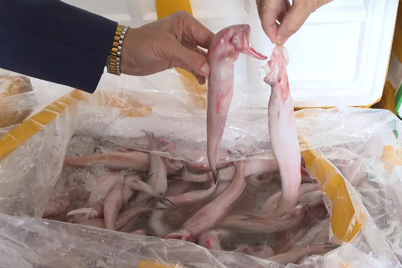 Phát hiện gần 10 tấn cá khoai ngâm formol