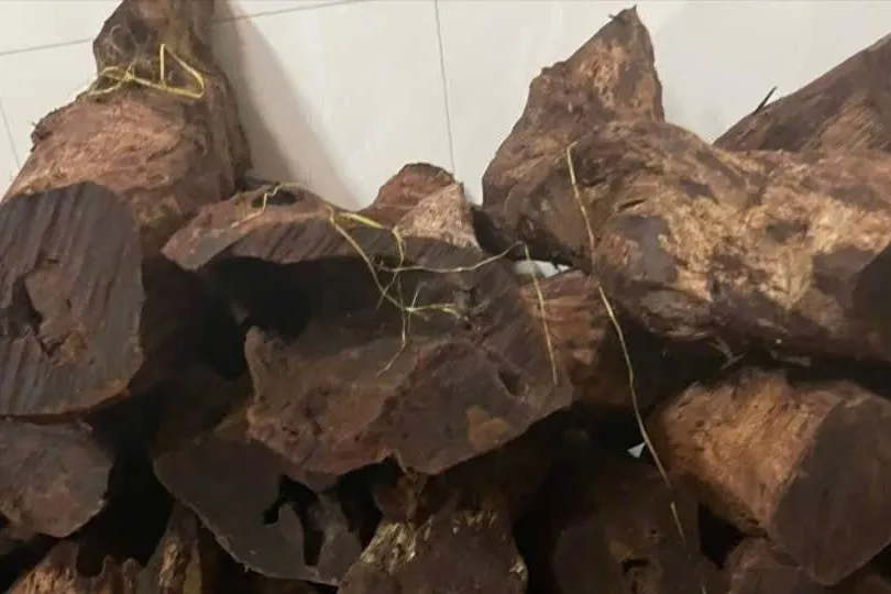 Quảng Trị: Người dân đổ xô vào rừng khai thác gỗ mán đỉa, bán 3 triệu đồng/kg