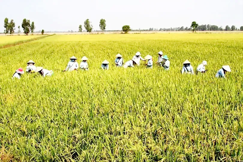 TPHCM: Giá thóc thu thuế sử dụng đất nông nghiệp là 8.200 đồng/kg