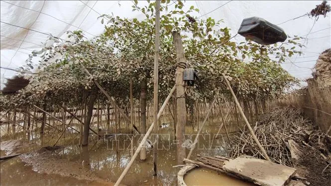 Thủ phủ nho, táo ở Khánh Hòa tan hoang sau lũ