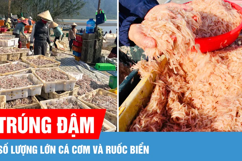 Ngư dân liên tiếp trúng đậm cá cơm và ruốc biển