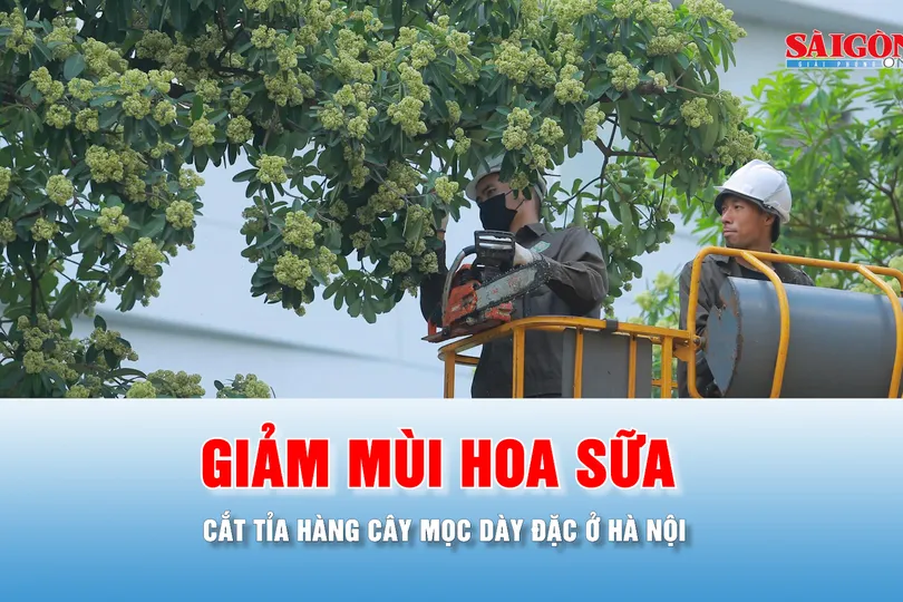 Podcast tin thời sự ngày 16-10: Hà Nội cắt tỉa hoa sữa trên nhiều tuyến đường 