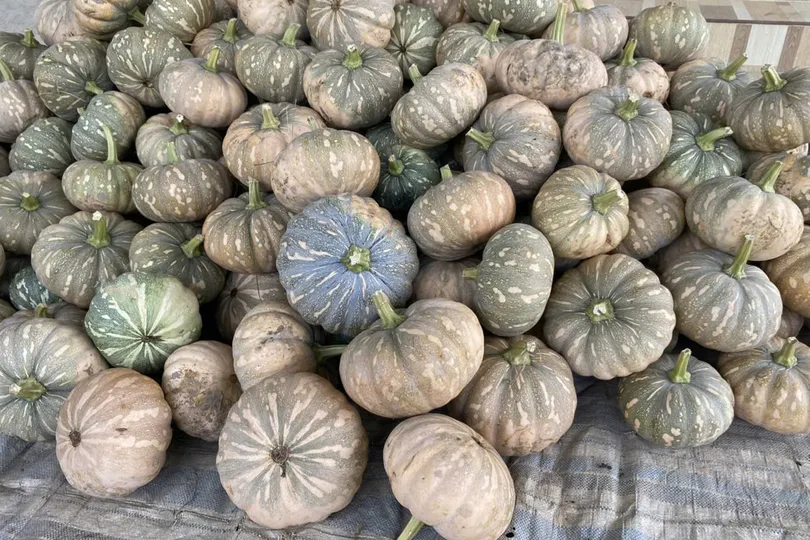 “Giải cứu” xong hàng trăm tấn bí đỏ cho nông dân Cà Mau