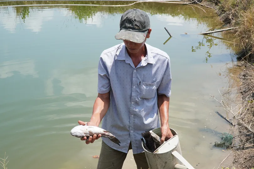 Cá chết hàng loạt quanh khu bơm cát thi công dự án Cảng hàng không Cà Mau