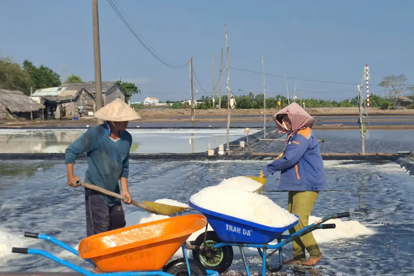 Cà Mau: Gần 7 tỷ đồng hỗ trợ diêm dân bị thiệt hại do mưa trái mùa