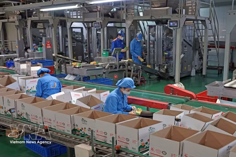 位于海防市石魁坊一号工业群的龙海有限责任公司每年生产数百吨产品，向国内市场供应并出口海外。图自越通社