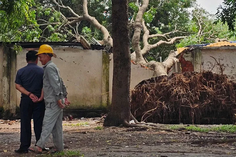 Cổ thụ bật gốc đè sập tường, mái tôn ở KCN Vĩnh Lộc