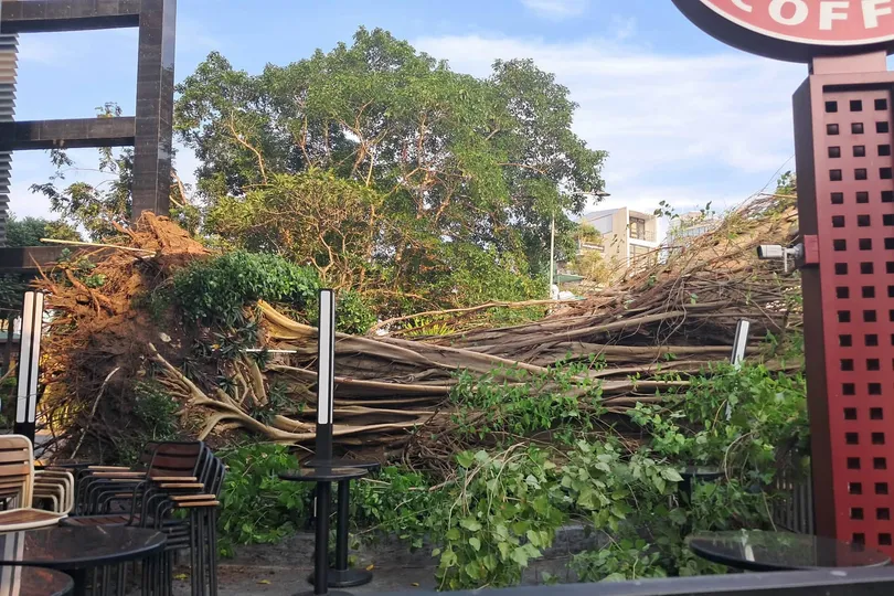 Cây bồ đề cổ thụ ở góc đường Đinh Tiên Hoàng - Võ Thị Sáu bật gốc. Ảnh: HỮU TÂM