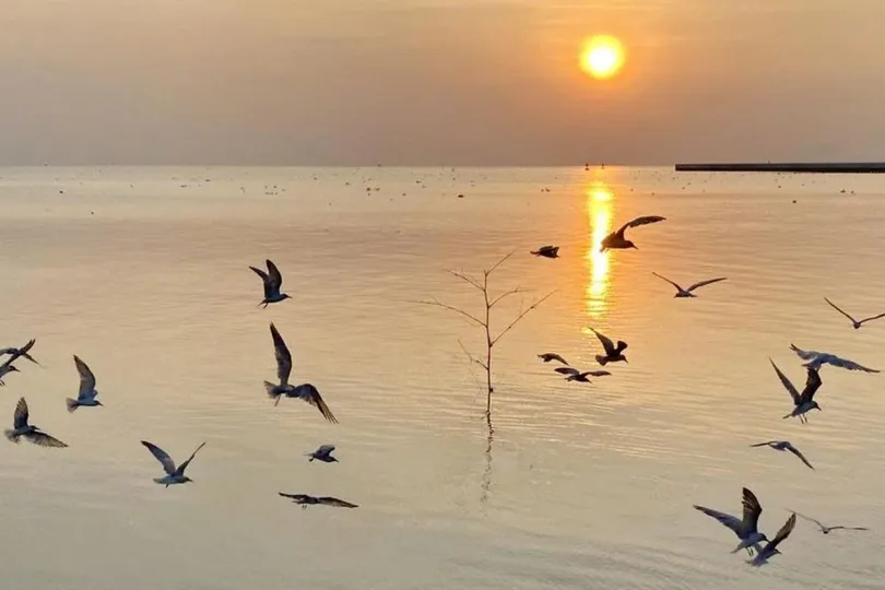 Theo những người chuyên săn ảnh chim nhạn, hàng năm, loài chim này bay đi kiếm mồi ở cửa biển phường Rạch Giá từ khoảng tháng 11 đến giữa tháng 4 năm sau.