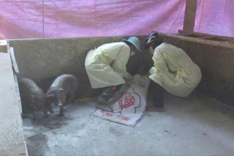 Lực lượng chức năng xử lý heo mắc dịch tả heo châu Phi tại xã Vĩnh Hưng, tỉnh Tây Ninh. Ảnh: QUANG VINH