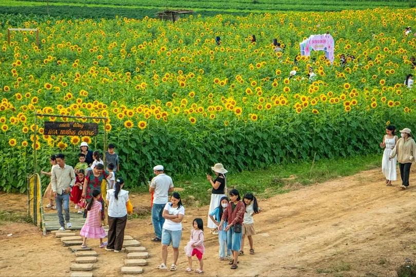 Cánh đồng hoa hướng dương ở xã Vu Gia (TP Đà Nẵng) khoe sắc giữa làng quê (ẢNH: XUÂN QUỲNH)