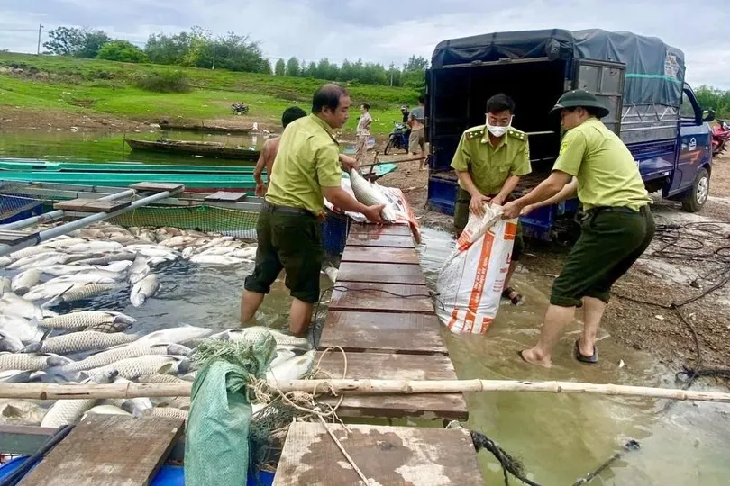 Cá chết trắng bè, người dân "trắng tay"