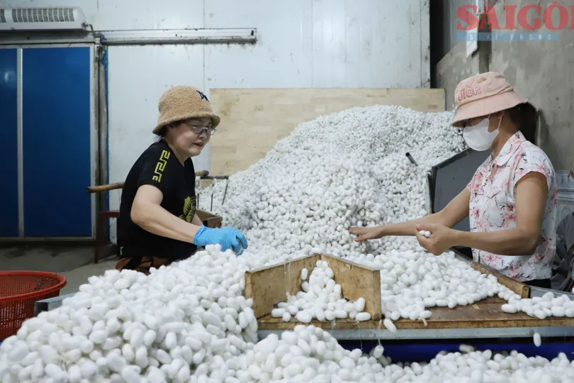 Khám phá nghề trồng dâu, ươm tơ vùng đất Nam Ban Lâm Hà