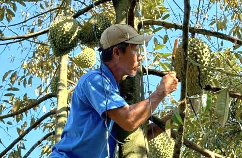 Nghề gõ sầu riêng (ẢNH: MY NGUYỄN)