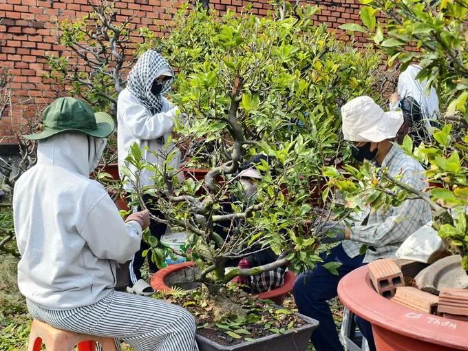 Ho Chi Minh City students earn Tet money by picking apricot leaves