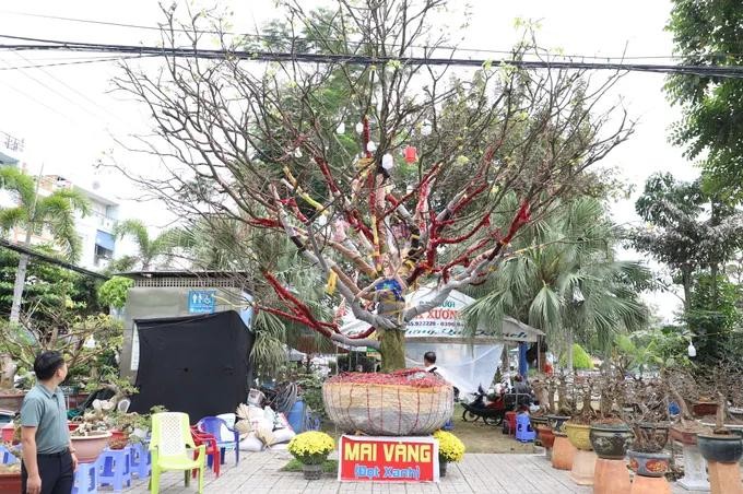 Ancient apricot blossom tree valued at VND3.7 billion draws crowds in Long Xuyen
