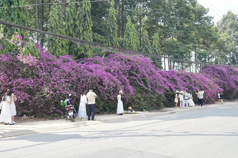 “Purple Road” in Ho Chi Minh City becomes hotspot for visitors