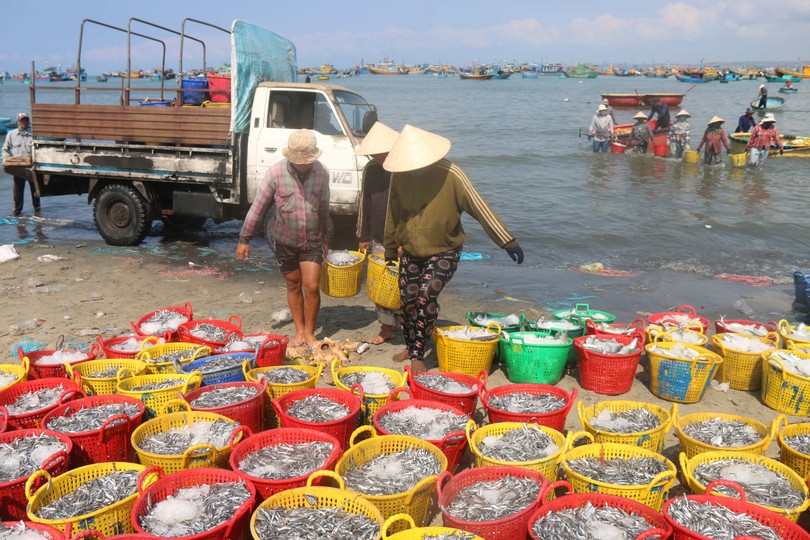 Mui Ne fishermen strike gold with anchovy haul