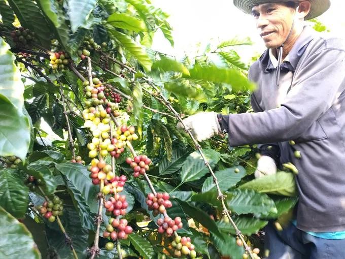 World Coffee Heritage Forum: A dialogue connecting coffee culture, knowledge