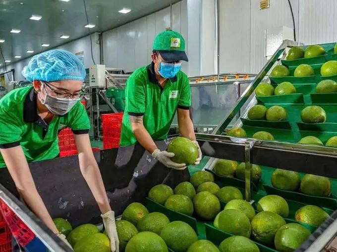 Vietnam and China sign protocol on fresh grapefruit and lemon exports