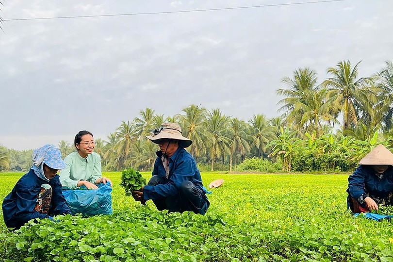 Ho Chi Minh City private sector drives high-tech green agriculture boom