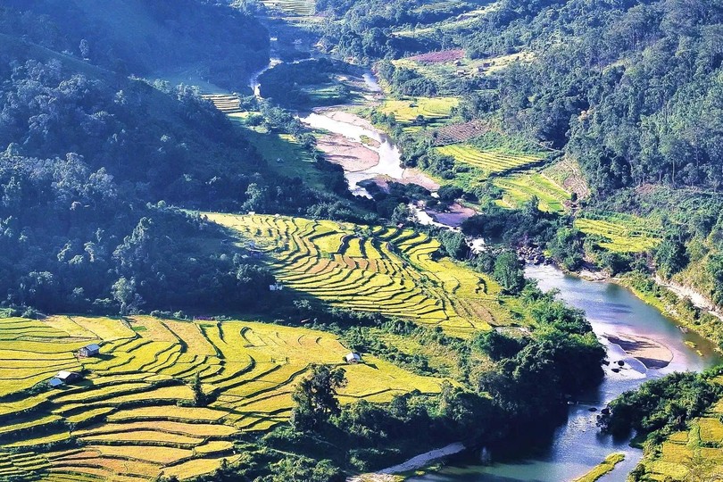 Golden Harvest: Mang Den’s rice season becomes tourist magnet