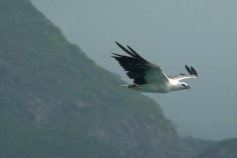 Groundbreaking wildlife livestream project launched from Con Dao National Park