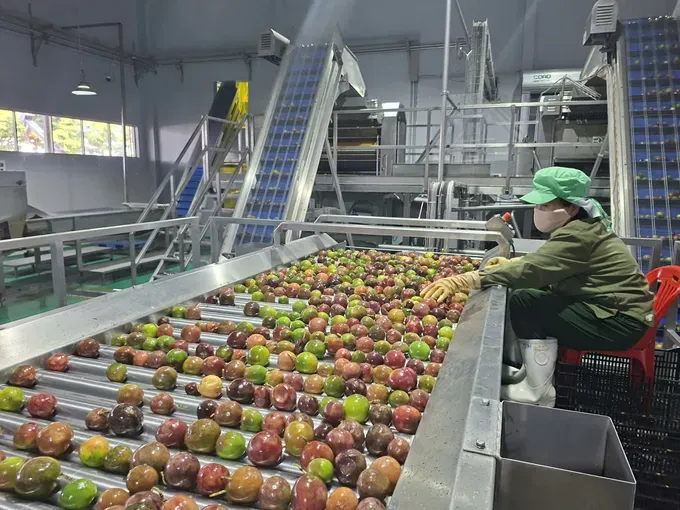 Vietnam's fruit and vegetable exports reach US$7.4 billion in first 9 months