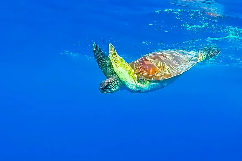 Marine conservation to be strengthened to protect livelihoods and blue economy