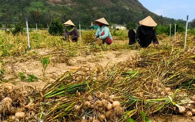 Ly Son garlic prices fall, farmers face difficult season 