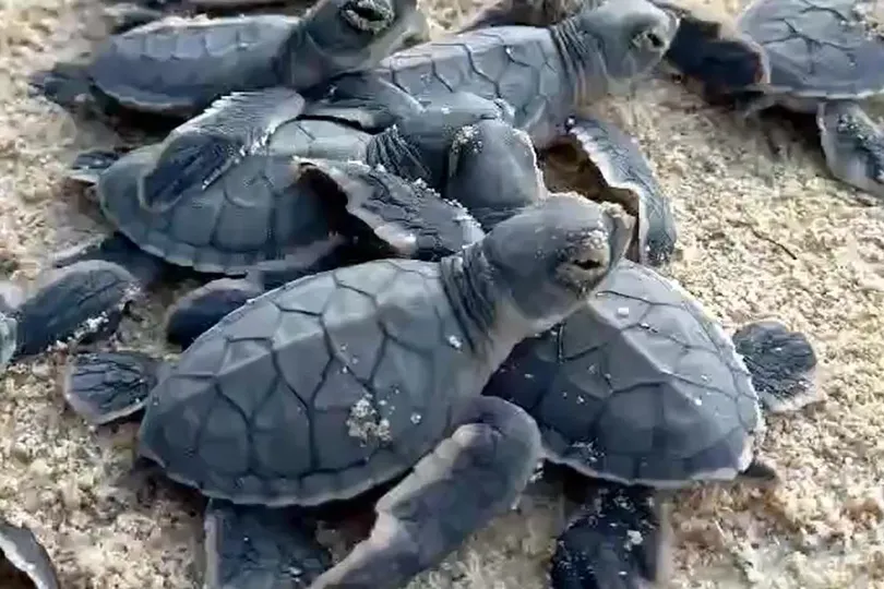 Con Dao National Park releases over 5,600 hatchling turtles into sea