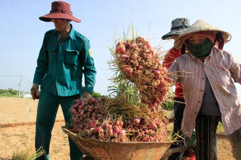 Bountiful shallot harvest boosts farmers' income in Quang Ngai