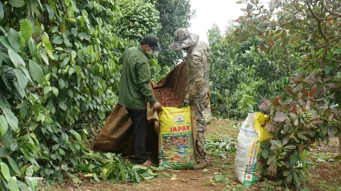Vietnam’s coffee exports top US$6 billion in first eight months of 2026