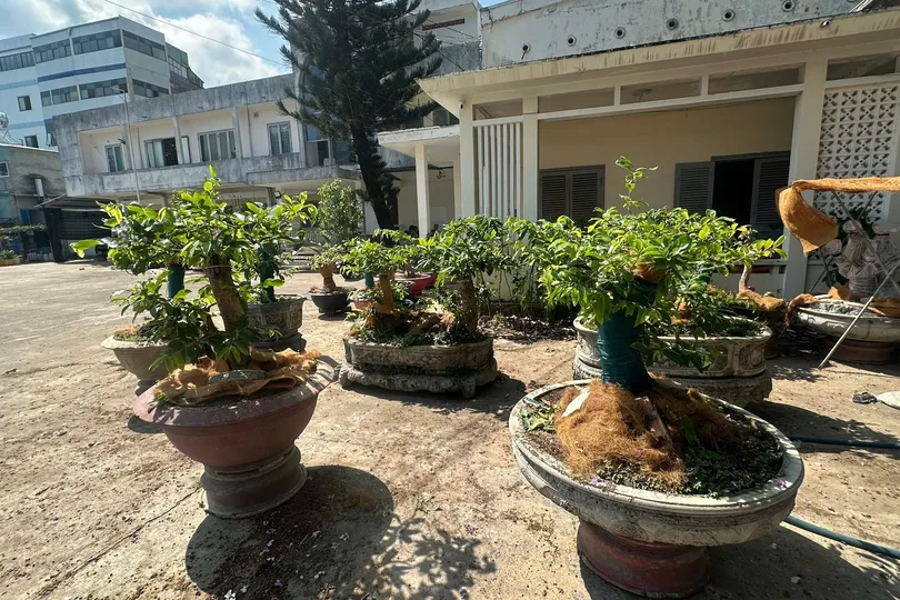 Các cây mai vàng bị lực lượng chức năng phát hiện thu giữ.