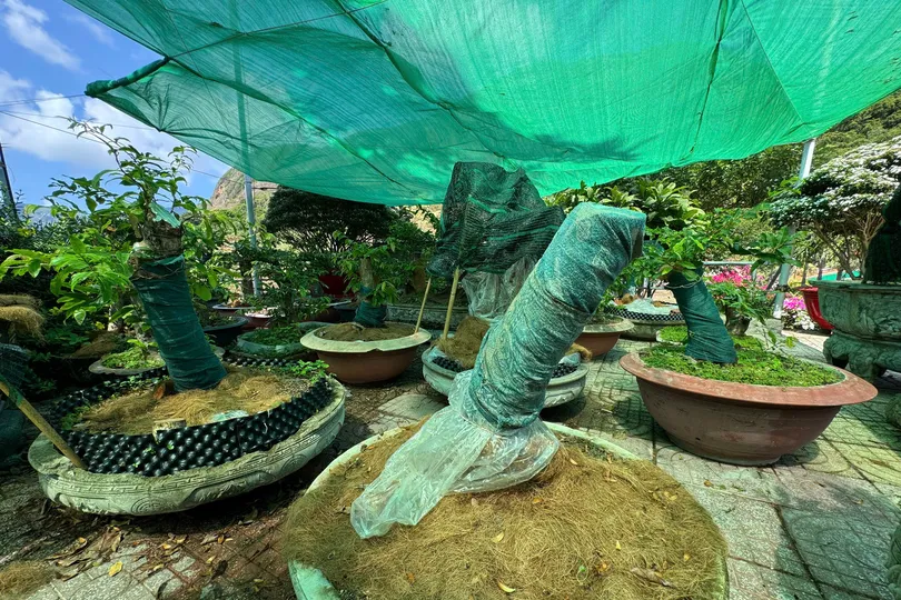 Vụ tịch thu 42 gốc mai ở Côn Đảo: Trả lại 21 gốc sau khi chủ sở hữu chứng minh được nguồn gốc