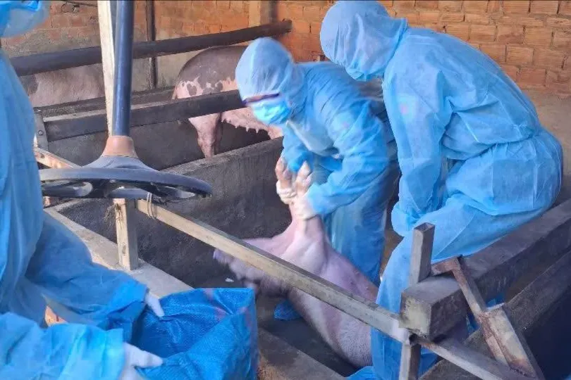 Quảng Ngãi đề nghị hỗ trợ hơn 100 tỷ đồng khắc phục thiệt hại do dịch bệnh động vật trên cạn