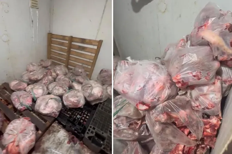 Thịt heo nghi nhiễm bệnh bốc mùi hôi được cấp đông để chuẩn bị tuồn ra thị trường tiêu thụ. Ảnh: CAĐN