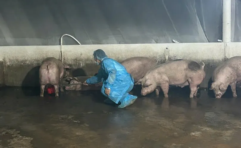 Cơ quan chức năng lấy mẫu kiểm định heo nhiễm chất cấm trong chăn nuôi tại TP Đồng Nai