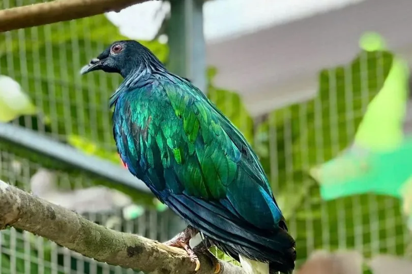 Ghi nhận hình ảnh bồ câu Nicobar quý hiếm tại Vườn quốc gia Côn Đảo