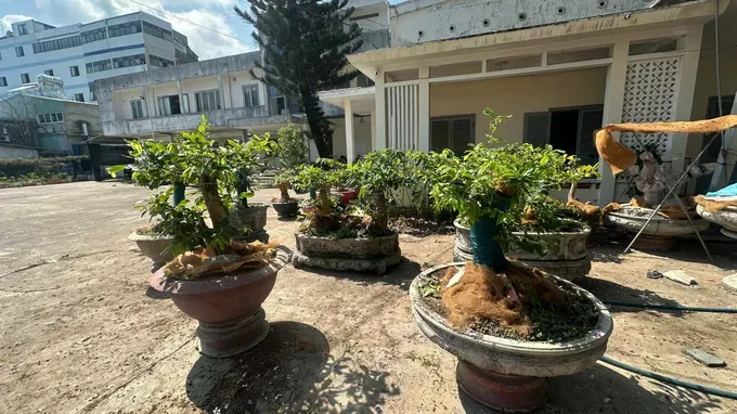 被职能力量决定查獲的黄梅树。