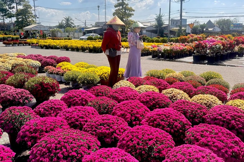商贩正在同塔省沙沥收购菊花。 图：玉福