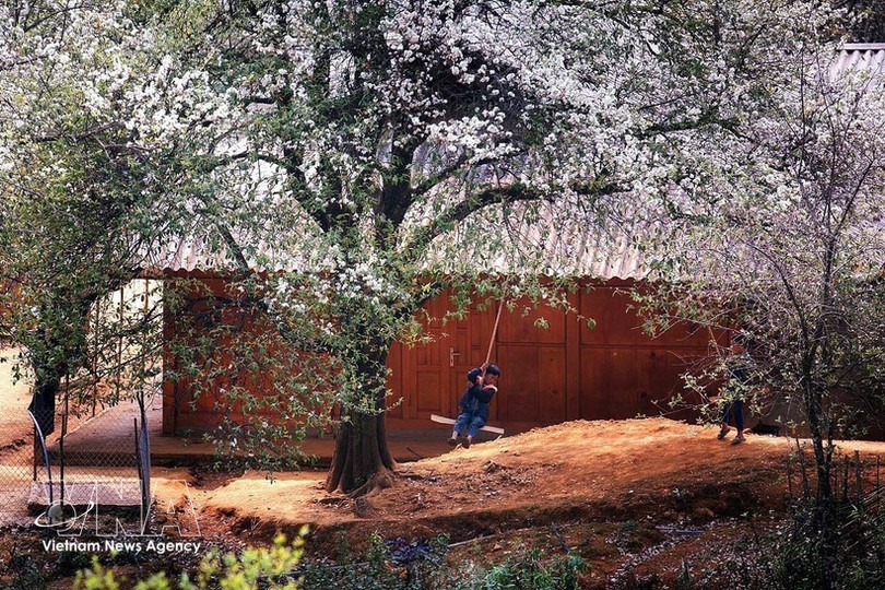 玉战乡山楂树种植面积超过2500公顷，这是当地各民族发展经济、脱贫致富的作物。图：越通社