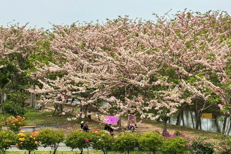 沙沥花村樱花园拥有逾200棵树。