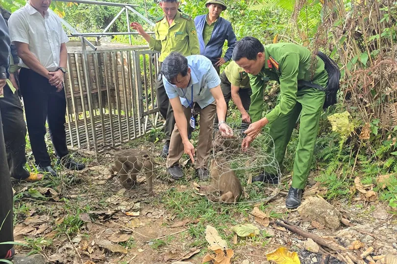 Lâm Đồng: Người dân giao nộp nhiều cá thể khỉ quý, hiếm